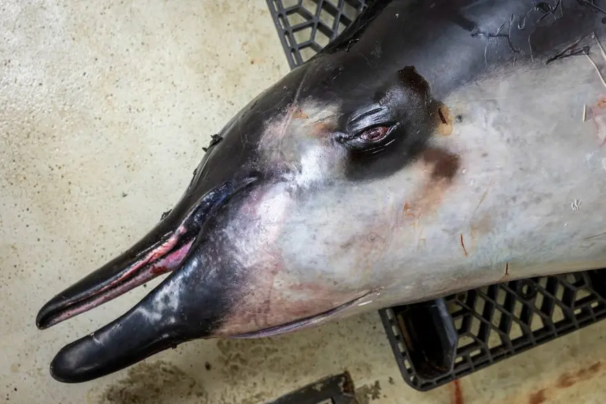 Dünyanın en nadir balinası ilk kez inceleniyor! 5