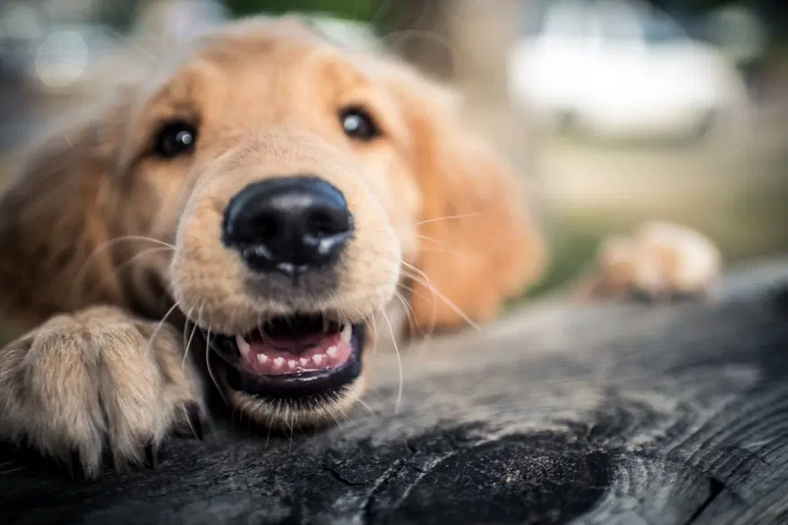 Köpekleri benzersiz burun izlerinden tanıyabilen mobil uygulama geliştirildi 2 Köpekleri benzersiz burun izlerinden tanıyabilen mobil uygulama geliştirildi 2