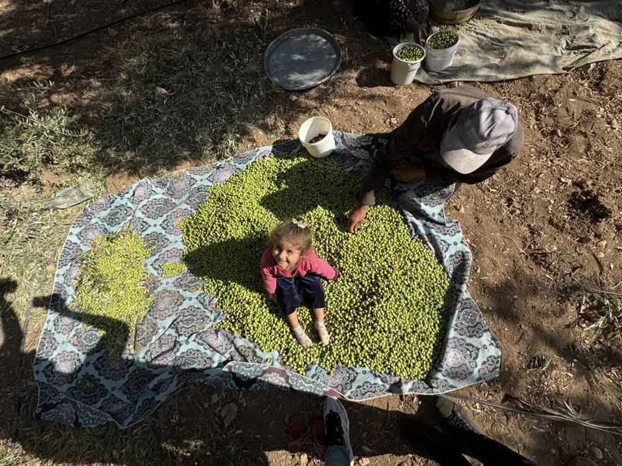 Dededen kalma yöntemle yetiştiriliyor: Kuraklık nedeniyle tehlike altında 6