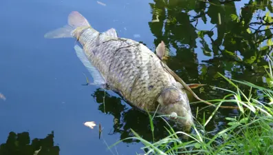 Maltepe'de şüpheli balık ölümleri: ''20 senedir ilk defa görüyorum''