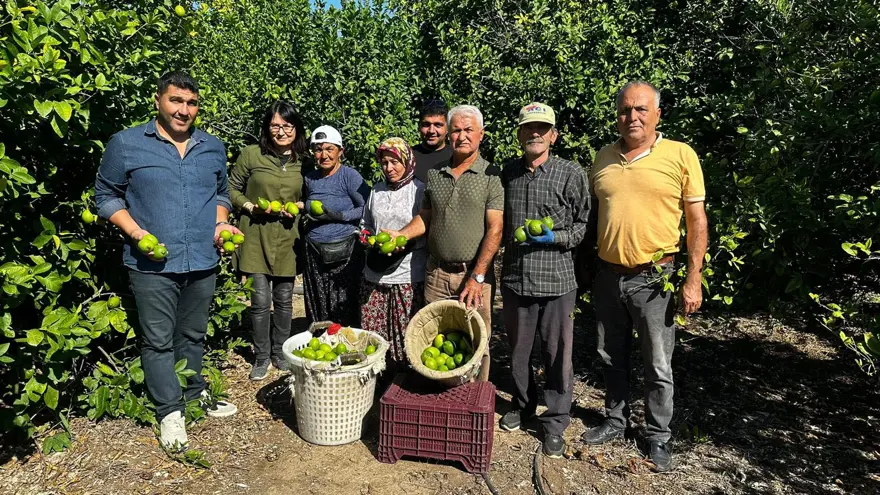 "BU YIL LİMONLARIMIZ DALDA KALMAYACAK" 4