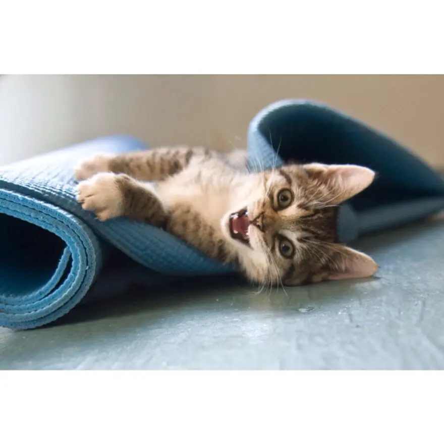 Hayatını kedileri kurtarmaya adadı 43