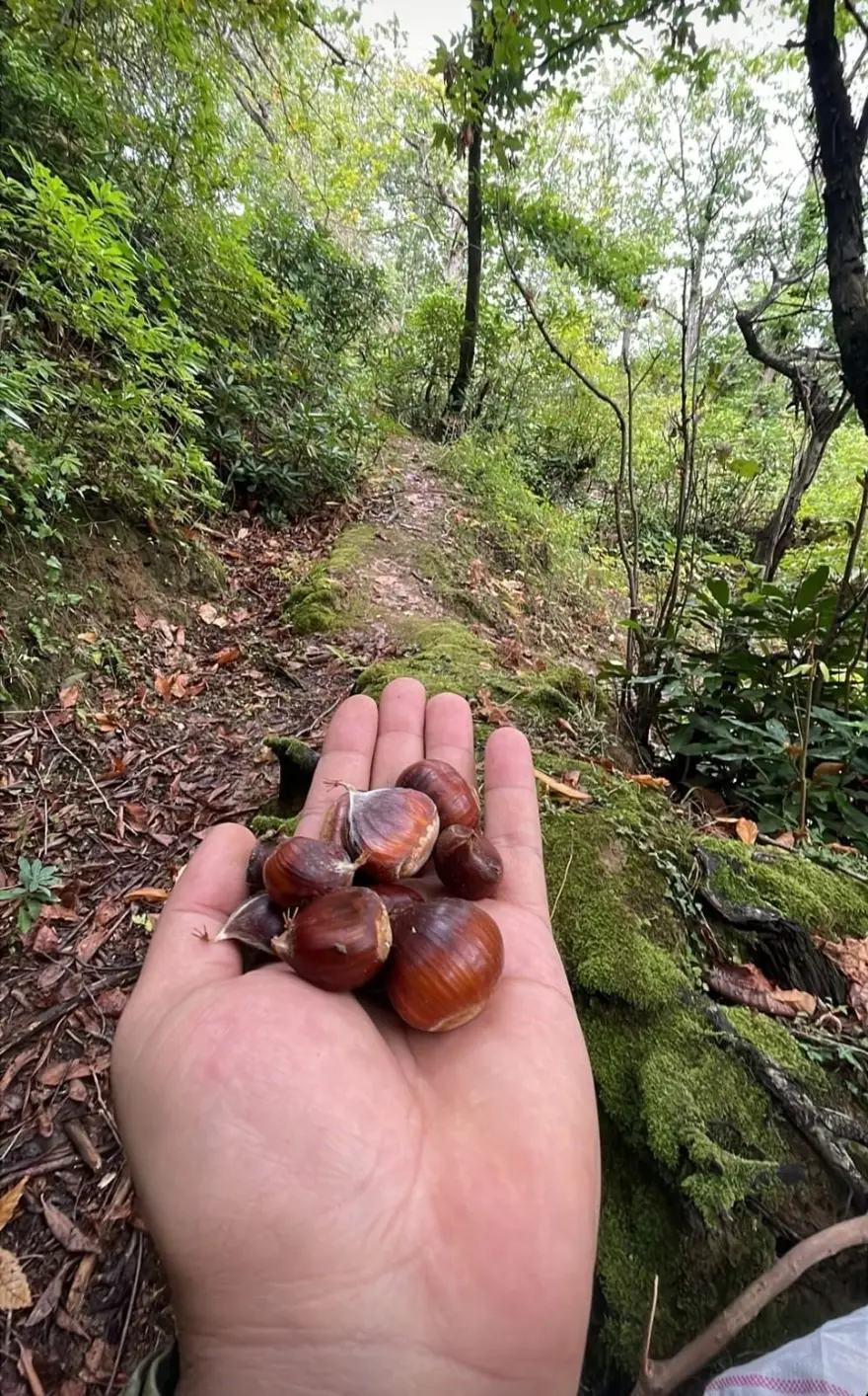 Erken saatte ormana akın ediyorlar: Sezon açıldı, tek tek elle toplanıyor 