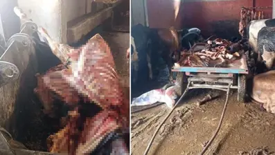 Adana'da 2,5 ton at eti ele geçirildi, 4 at son anda kurtarıldı