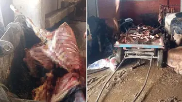 Adana'da 2,5 ton at eti ele geçirildi, 4 at son anda kurtarıldı