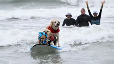 Köpekler dalgalara meydan okudu, binlerce kişi izledi