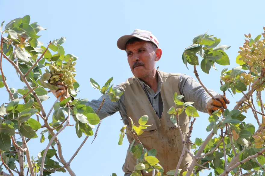 Sabah ve akşam dallardan toplanıyor: 1 ila 3 hafta devam edecek 6 Sabah ve akşam dallardan toplanıyor: 1 ila 3 hafta devam edecek 6