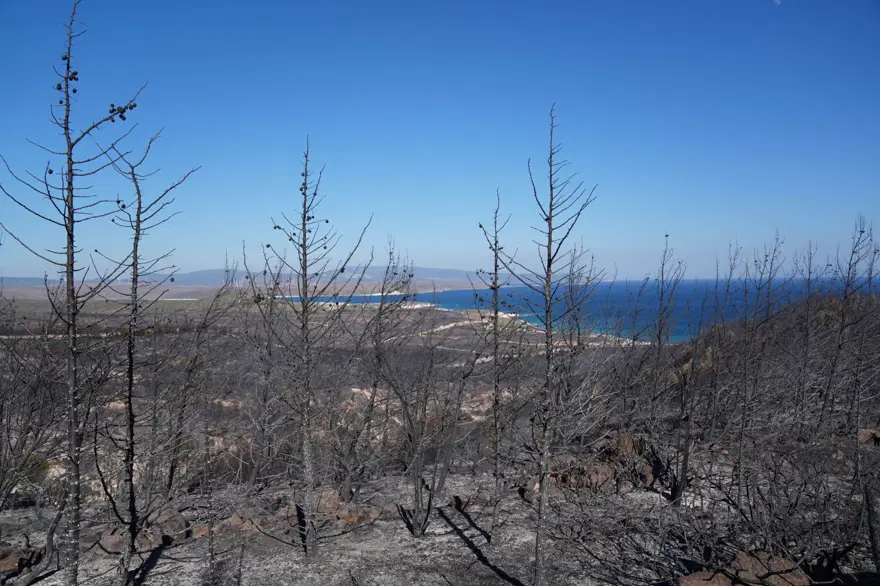 Çeşme'deki orman yangınında 3 kişi hayatını kaybetti: Yangının çıkış nedeni belli oldu 6 Çeşme'deki orman yangınında 3 kişi hayatını kaybetti: Yangının çıkış nedeni belli oldu 6