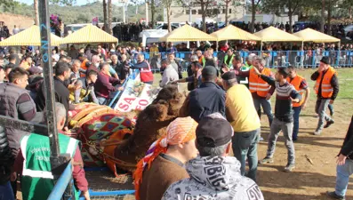 Güreşen develer bariyerleri yıkınca ortalık karıştı