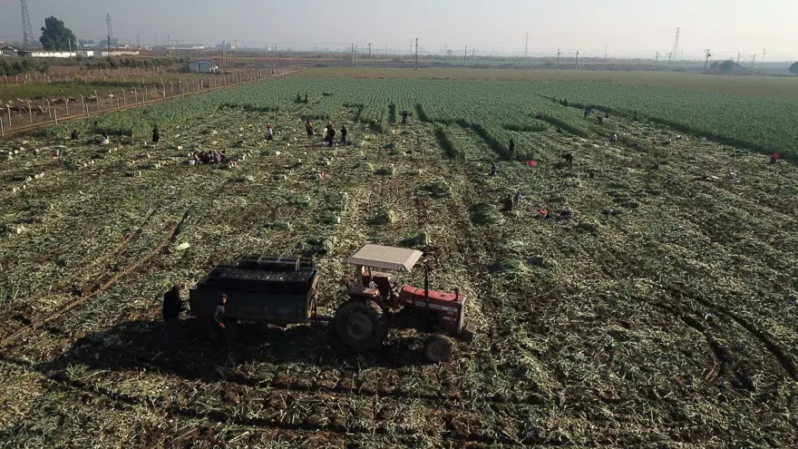 İzmir'deki tarımı kuraklık vurdu: Kışlık sebze üretimi düştü 1