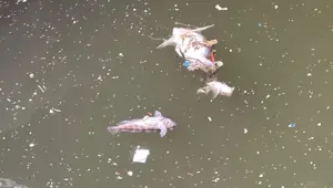 Deniz kahverengiye döndü: Balık ölümleri devam ediyor