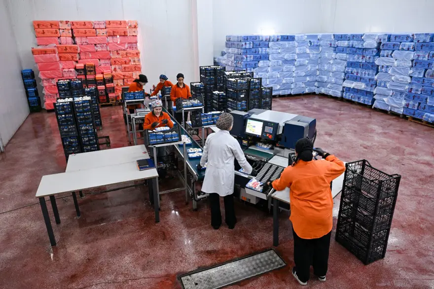 Sadece kadınlar çalışıyor: Günde 3 ton üretim ile 48 ilin ihtiyacını karşılıyorlar 3