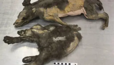 Sibirya’da bulunan 14 bin yıllık kardeşlerin sırrı çözüldü