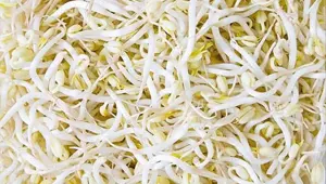 Hangi yiyecekler GDO’lu?