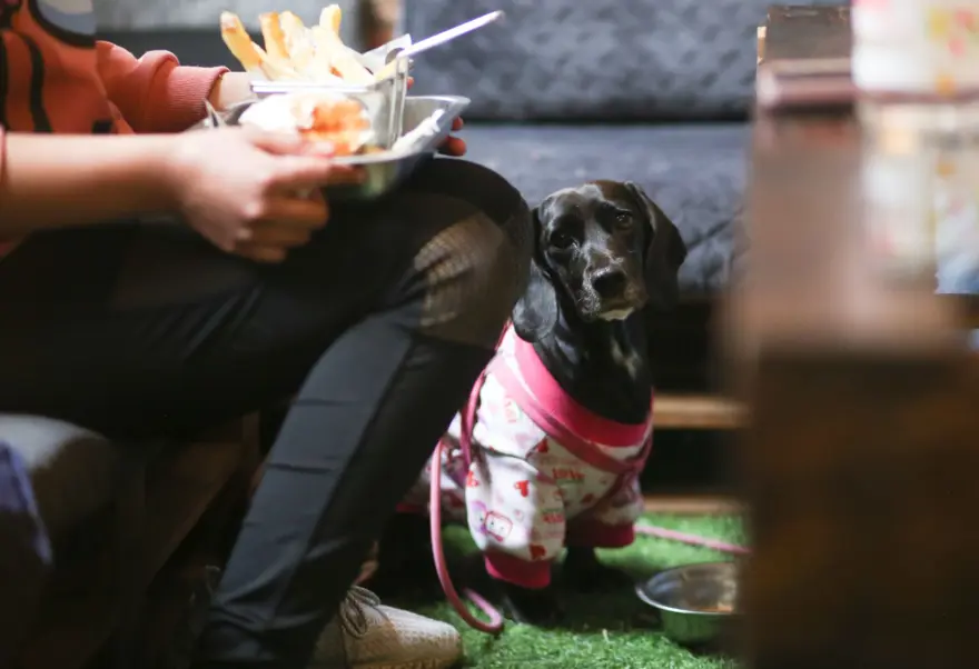 Dünyanın ilk köpek restoranı Bolivya'da açıldı 9