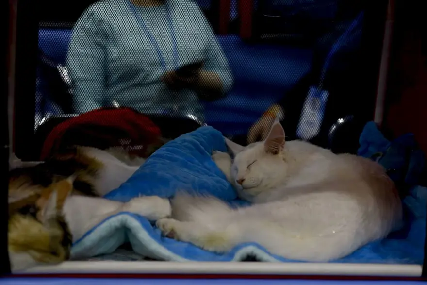 Kedi fuarından renkli fotoğraflar (Catsburg) 29