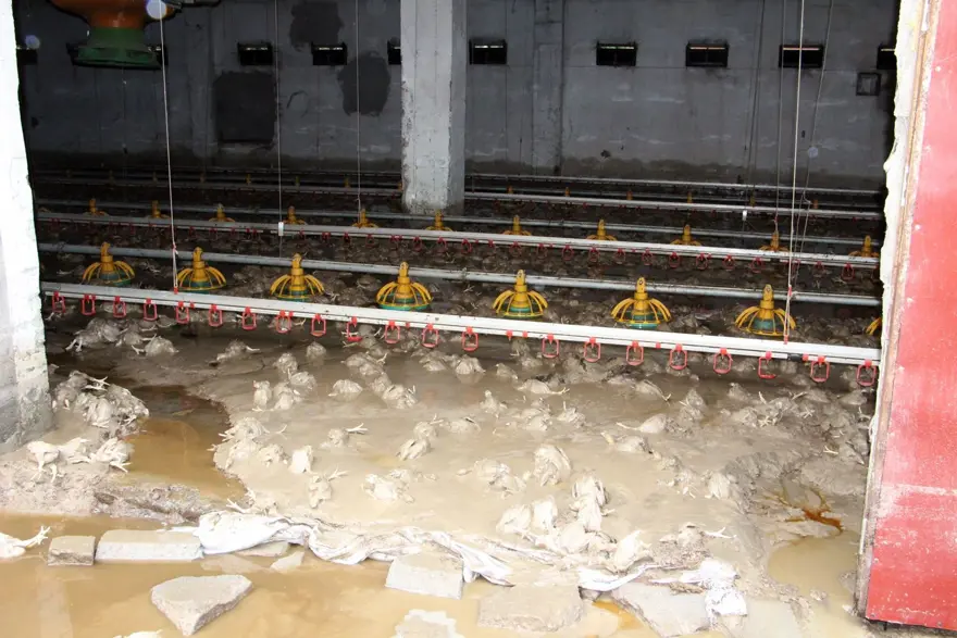 "180 BİN HAYVAN TELEF OLDU" 16