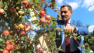 2 bin yıldır yetiştiriliyor: Amasya misket elmasında hasat başladı