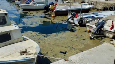 Müsilaj kabusu Marmara'da yeniden görüldü