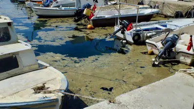 Müsilaj kabusu Marmara'da yeniden görüldü