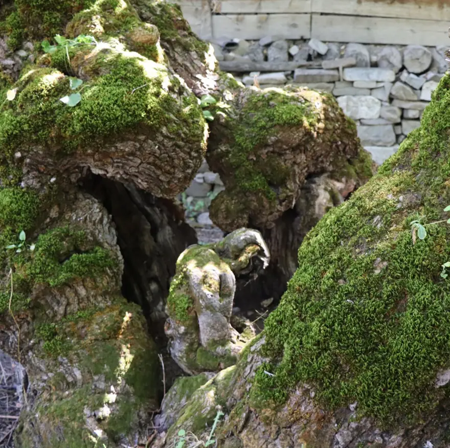 300 yıllık dut ağacında şaşırtan görüntü: Yere oturmuş ve başını eğmiş gibi 2