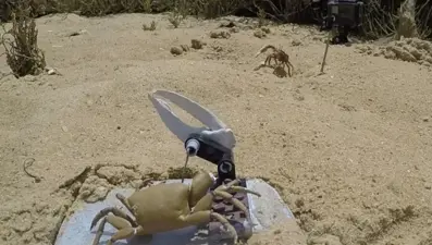 Robotlar ve canlılar arasında savaş başladı: Robot yengeç parçalara ayrıldı