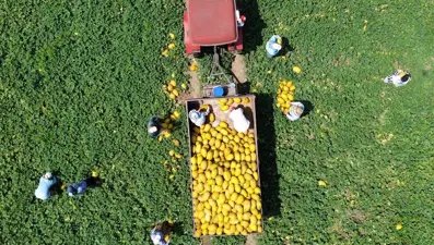 Kış meyveleri de pahalı olacak: "Elma 100 liranın altına inmez"