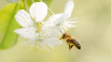 Arıları koruma çalışmaları: Bilim insanları gıda takviyesi geliştirdi!