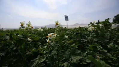 25 yıllık çalışma sonuçlandı: İsimleri "Karsu" ve "Cansu"