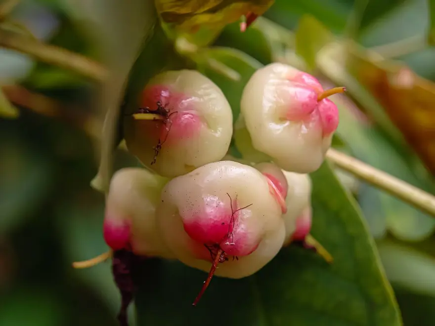 BAĞIŞIKLIK VE GENEL SAĞLIK ÜZERİNDEKİ ETKİLERİ 5