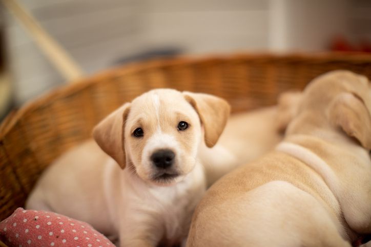 Rüyada yavru köpek görmek ne anlama gelir?