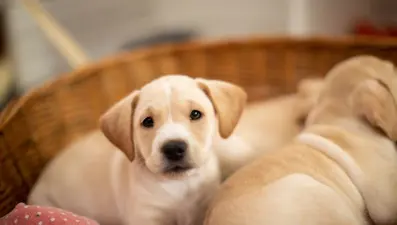 Rüyada yavru köpek görmek ne anlama gelir?