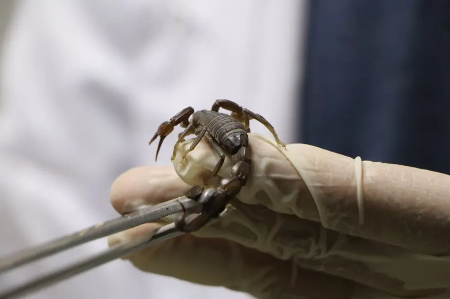 Şanlıurfa'da akrep çiftliği: Zehrinin litresi 10 milyon dolar 2 Şanlıurfa'da akrep çiftliği: Zehrinin litresi 10 milyon dolar 2