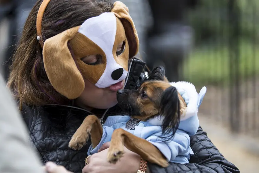 Köpeklere özel Cadılar Bayramı 25