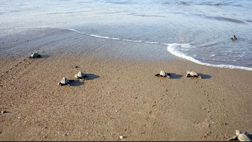 YUVALAMA ALANI ARTTI 1 YUVALAMA ALANI ARTTI 1