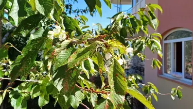 Eylül ayının sonunda çiçek açan kiraz ağacı şaşırttı: ''İlk defa böyle bir şey gördüm''