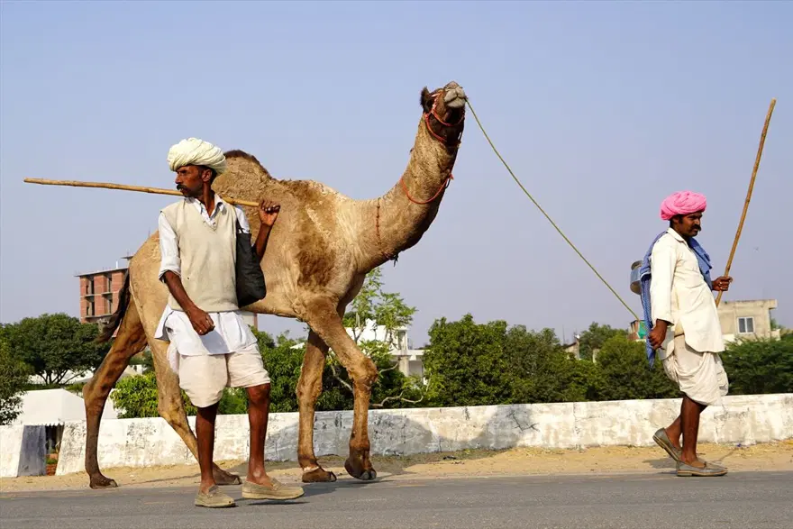 Hindistan'da Pushkar Deve Fuarı 16