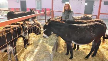 Eşek sütü 100 liraya çıktı, eşek karaborsaya düştü