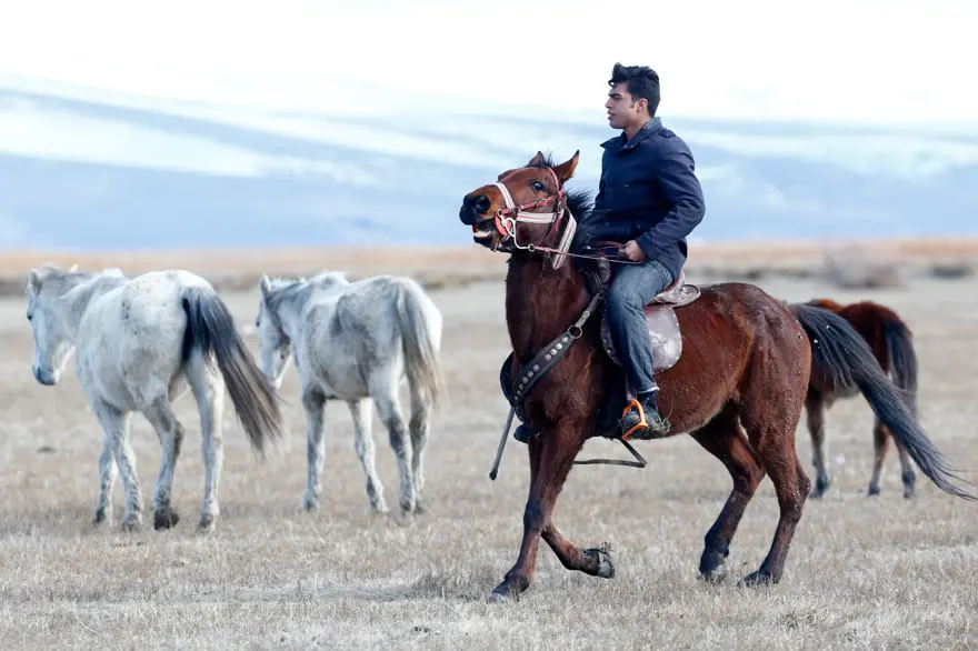Sultan Sazlığı'na renk katan Yılkı atları kışın bölge halkınca besleniyor 7