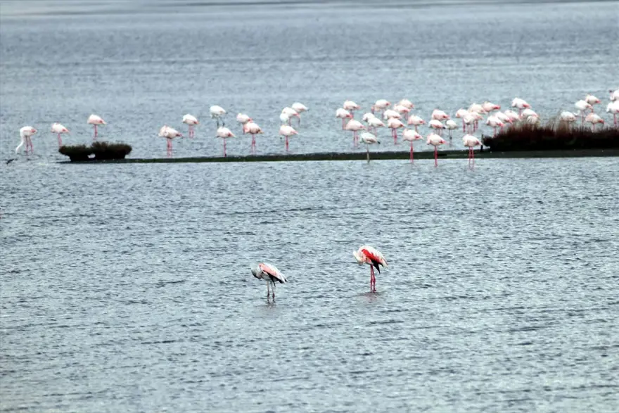 "Kuş Oteli" Hersek Lagünü, göçmen kuşlarla şenlendi: 350'den fazla flamingo geldi 8