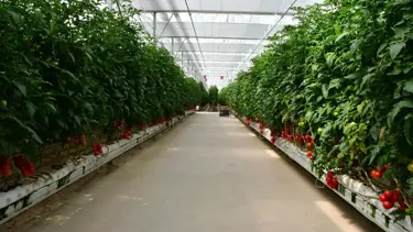 Manisa'da serada temizlik yapan 28 işçi hastanelik oldu