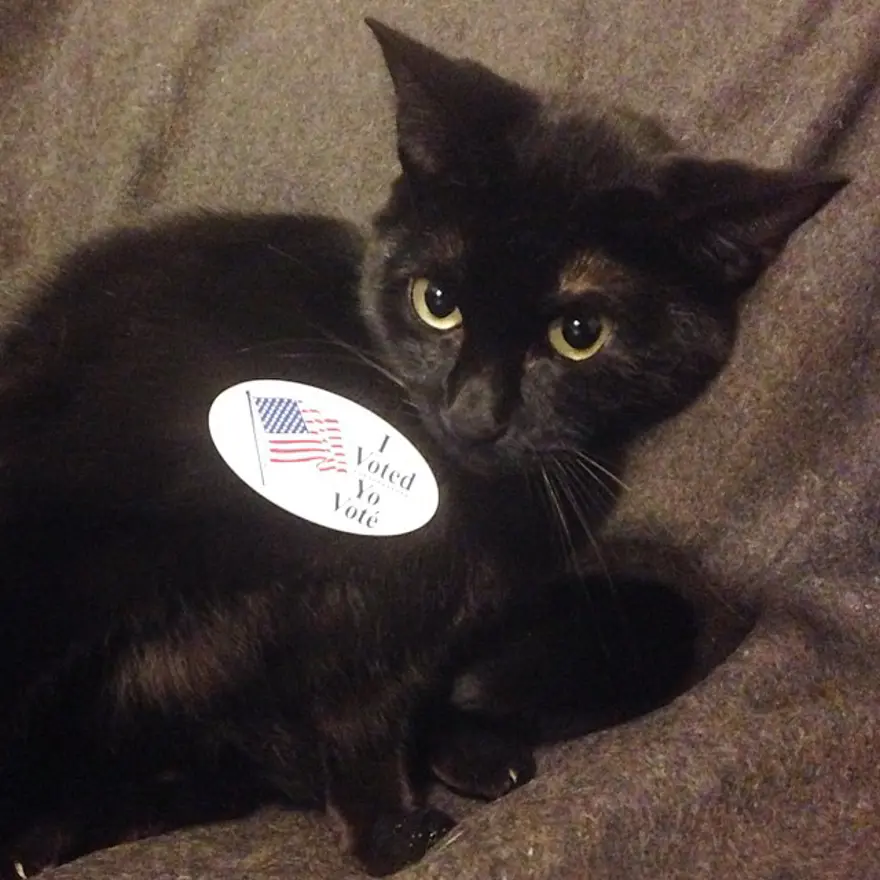 Hayatını kedileri kurtarmaya adadı 84