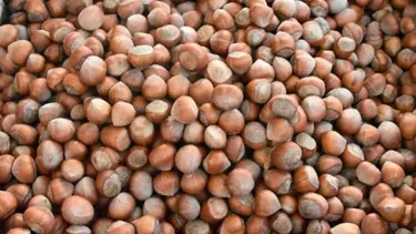 Fındık ihracatı geriledi