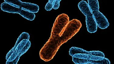 Erkek kromozomları daha hızlı evriliyor