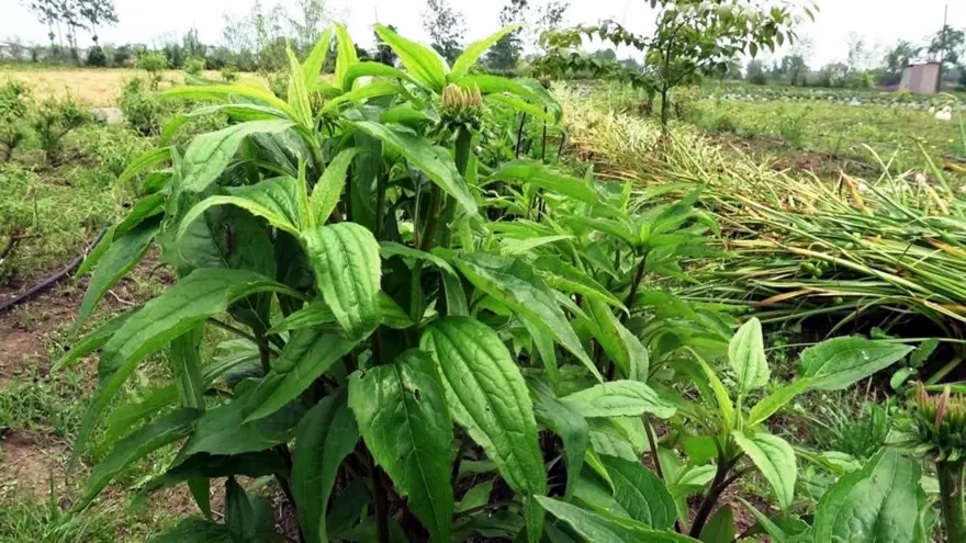 1,2 milyon TL gelir elde edildi: Üretimi sürüyor 3 1,2 milyon TL gelir elde edildi: Üretimi sürüyor 3