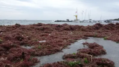 Caddebostan Sahili yine kırmızı yosunlarla kaplandı