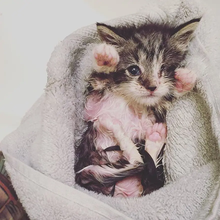 Hayatını kedileri kurtarmaya adadı 312