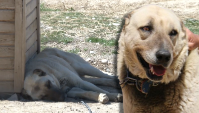 Kangallar depresyona girdi