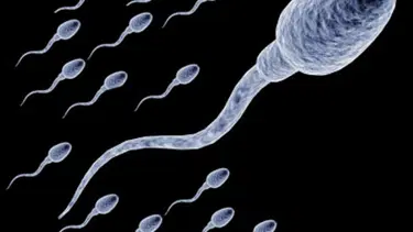 Beslenme sperm sayısını etkiliyor