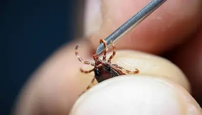 Sivas'ta kene alarmı: İki çocuk annesi hayatını kaybetti